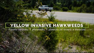 Yellow-Flowered Hawkweeds