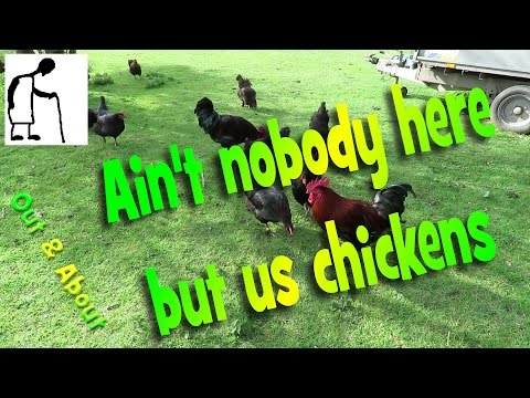 Ain't nobody here but us chickens