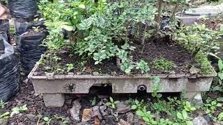 Download lagu Review bakalan bonsai serut mp3 Download lagu Review bakalan bonsai serut mp3