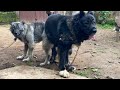 Do S And Don Ts In Dog Mating Dog Pets Petsrule Animals
