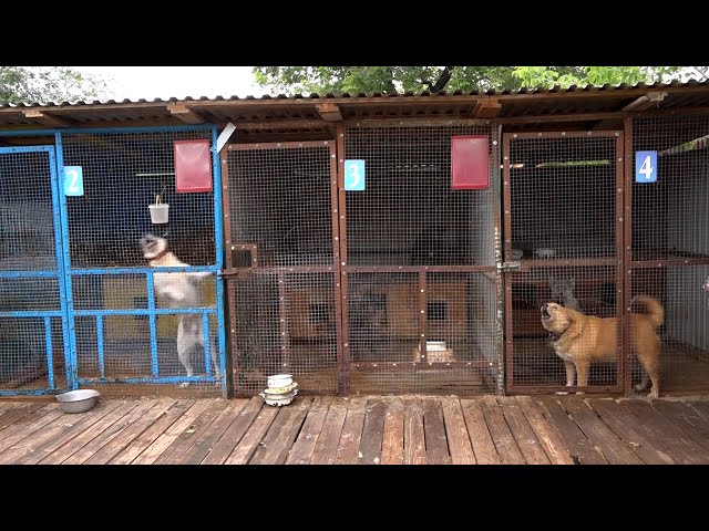 В Бурятии не станут усыплять бездомных животных