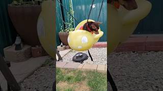 #shorts Sugar and chocolate the chihuahua enjoying the swing
