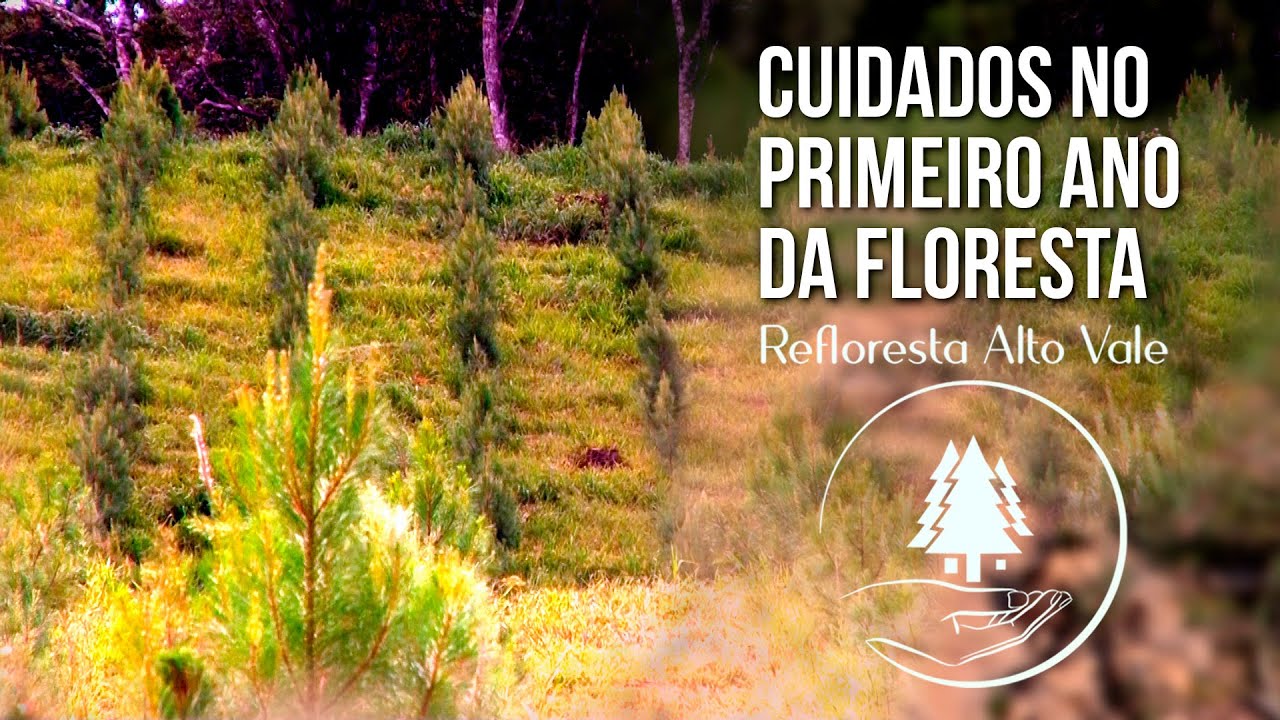 Refloresta Alto Vale - Desbaste