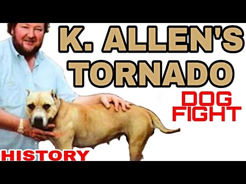 Pit Bulldog Tornado 10xW - Grand Champion - DBL GR CH K. ALLEN'S TORNADO #gamedog #pitbull #dogfight