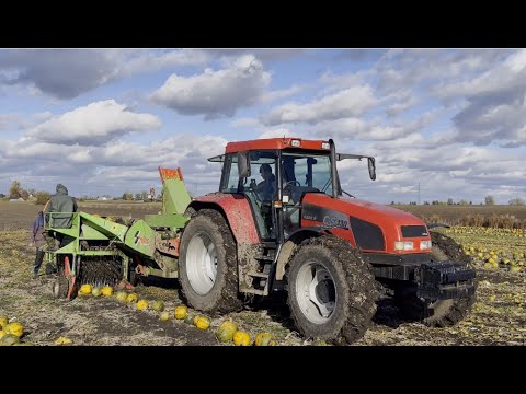 Zbiór pestek dyni maszyną Simsek