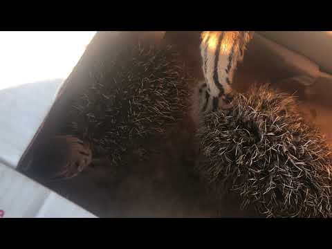 Bebe Afričkog Noja krenule na put kod novih vlasnika..