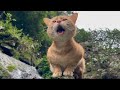 Hungry Stray Cat Meowing For Food