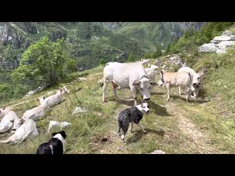 #transumanza Mandria in alpeggio valle Varaita