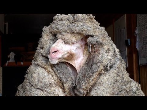 , title : 'Encuentran una oveja salvaje en Australia con 35 kg. de lana'