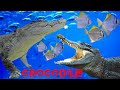 Crocodile Swimming With Aquarium Fish Underwater Video Falcon Aquarium Services
