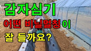 하지 감자심는 시기 / 검정비닐과 하얀비닐 어떤것이 잘 될까요? / (planting potatoes)