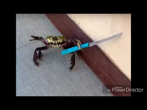 the pincher Crab rave itso the murder