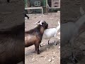 El chivo y la chiva