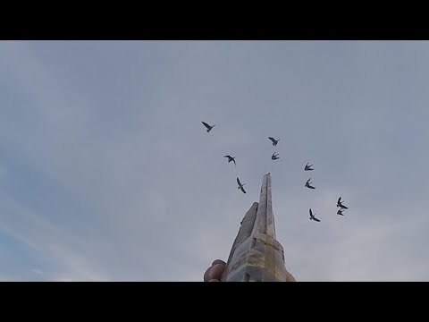 охота на гуся 2021 только выстрелы/ Ata Arms Neo 12 Camo Max 5