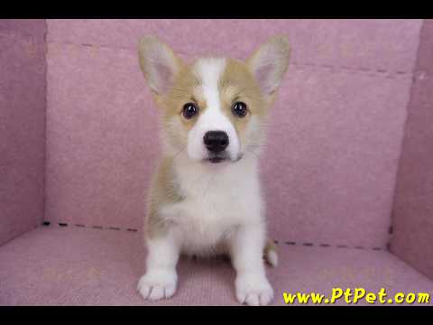 10/13雙色柯基犬母幼犬(雲林古坑)