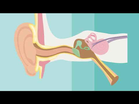 How Hearing Works