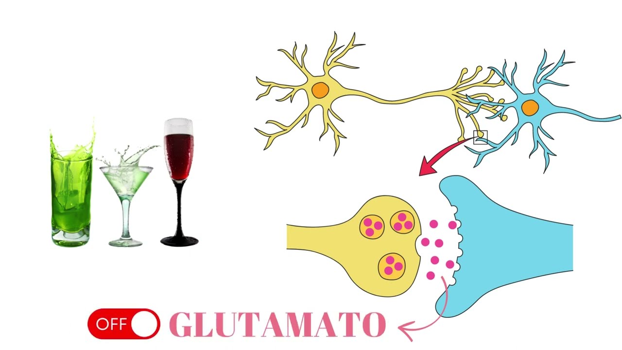 A Fisiologia explica: Beber e dirigir?  (por  Mônica Wlach)