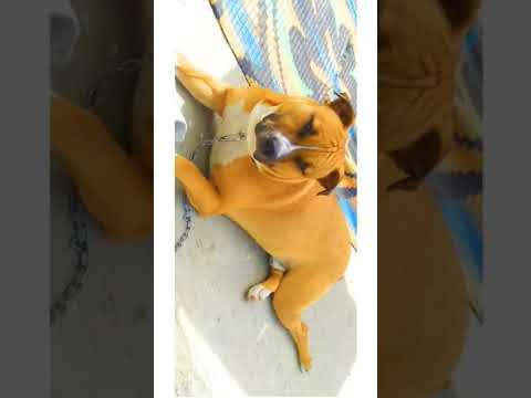 #dog #shorts #life #niku