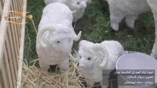 اجواء ليلة العيد في العاصمة الأردنية عمّان