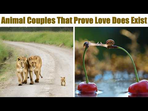 Adorable Animal Couples That Prove Love Exists in the Animal Kingdom Too