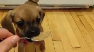 Puppy's first peanut butter treat