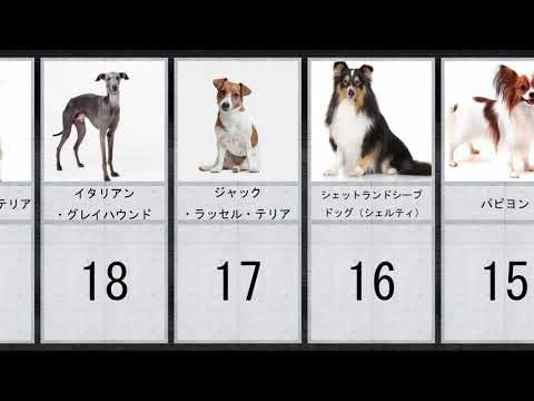 アーフェンピンシャー:いたずら好きな魅力を持つ珍しい小型犬