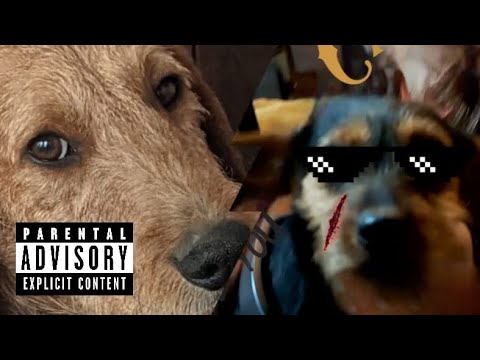 Dachshund Mix-Tape 1