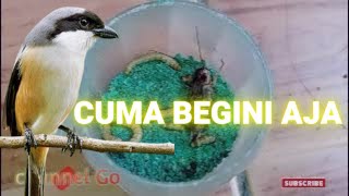 Download lagu Tips on Caring for Shrimp / Pentet Birds that are Attracted to Quickly Ngevoer and Tame mp3 Download lagu Tips on Caring for Shrimp / Pentet Birds that are Attracted to Quickly Ngevoer and Tame mp3