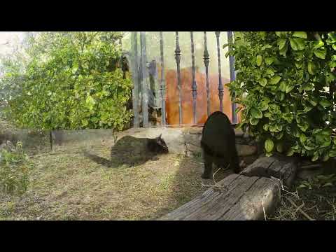 GATOS: Els petits de fora jugant