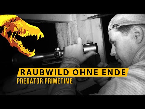 Predator Primetime | Wenn das Raubwild dich umrennt!  - 𝟲𝘅 𝗪𝗠𝗛 - Stoppeljagd