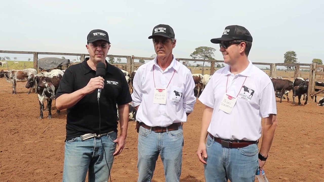 Os visitantes do Dia do Campo Speckle Park tiveram a oportunidade de ver ao vivo os animais cruzados Speckle Park + Nelore, produtos de IATF realizada na pró…