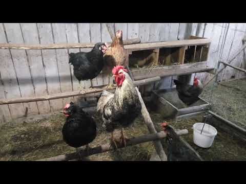 13,02,2021 Обзор двора и огорода зимой