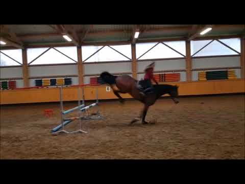 ESPEN 6j. v. Edward - Conteur Springen VB 15.000,- Euro