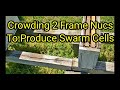 Crowding 2 Frame NucsTo Produce Swarm Cells