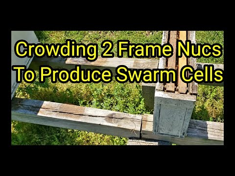 Crowding 2 Frame NucsTo Produce Swarm Cells