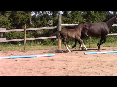 Dancia Carrus 05 07 2014