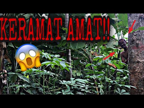 komedi-bali-gagal-mimpi-karena-pohon