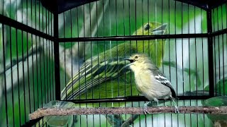 Download lagu the little bird chirps very sweetly // the common iora calls mp3