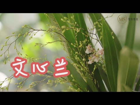 文心蘭室內
