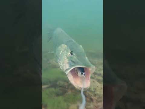 Watch the pike's speed as it attacks and spits out ! #pike #fishing #underwaterworld