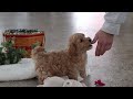 Maltipoo dogs for sale: Lucy - Video 1