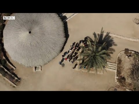 Extinct tree from the time of Jesus rises from the dead in Israel-Date Palm Tree - BBCREEL