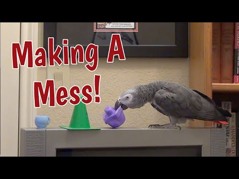 Einstein is talking with Jeff and Making a Mess!