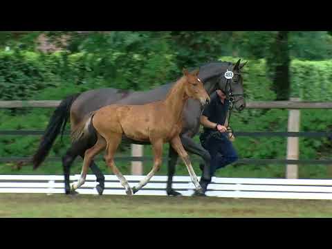 Ratjen, Vitalis-Spoercken-Walt Disney