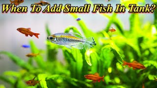 When Can The Small Fishes Added With Large Fishes On Tank?.. Without Biting / Fish Aquarium Tamil