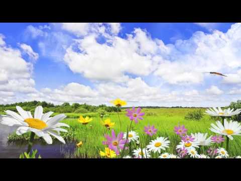 Футаж поле с цветами