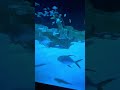 Qatar Vlog Hamad Port Visitors Center Aquarium Shorts Viral Trending Youtubeshorts