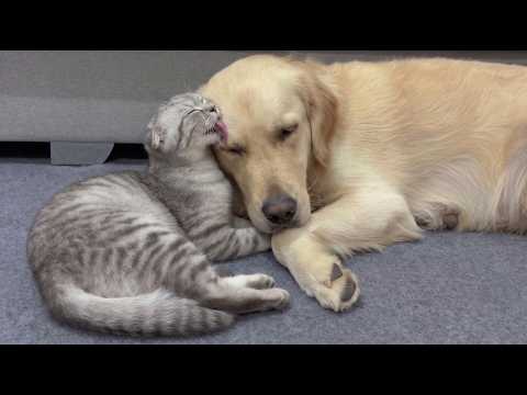 YouTube 썸네일
