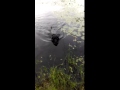 Koira pelastaa pienen linnun vedestä