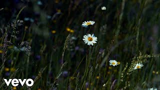 Stay Wild, Wildflower